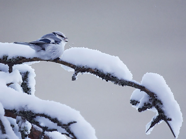 Valkopäätiainen, Azure Tit, Cyanistes cyanus